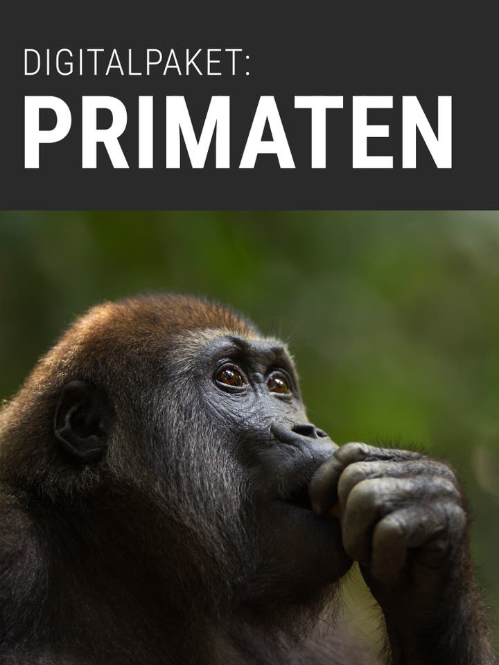 Ein Gorilla sitzt nachdenklich im Profil, mit der Hand am Mund, vor einem verschwommenen grünen Hintergrund. Oben im Bild steht in großen weißen Buchstaben "Digitalpaket: Primaten". Das Bild vermittelt Informationen über ein digitales Lernpaket zum Thema Primaten.