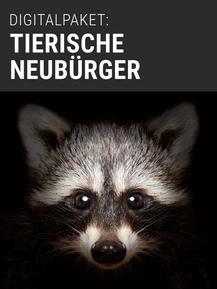 Ein Waschbär schaut direkt in die Kamera vor einem schwarzen Hintergrund. Oben im Bild steht in weißer Schrift: "DIGITALPAKET: TIERISCHE NEUBÜRGER". Das Bild könnte mit einem digitalen Angebot oder einer Informationsseite über Tiere verlinkt sein.