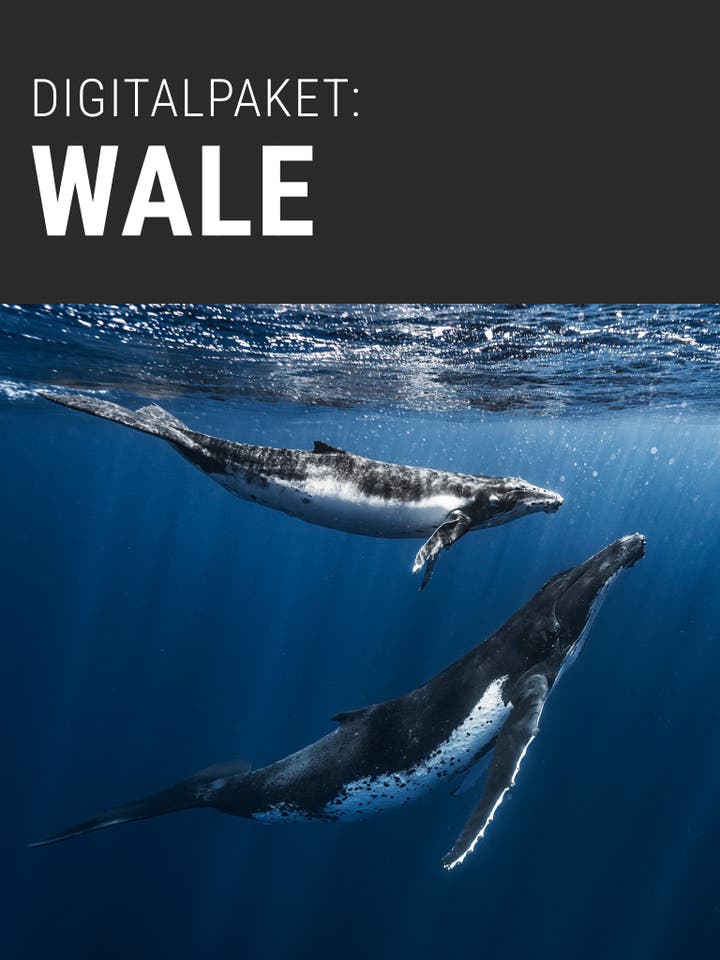 Werbung für das Digitalpaket Wale. Zwei schwimmende Wale. Schrift Digitalpaket Wale.