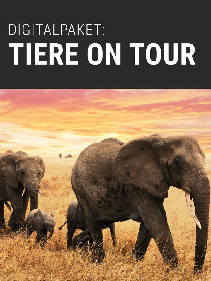  Digitalpaket: Tiere on Tour