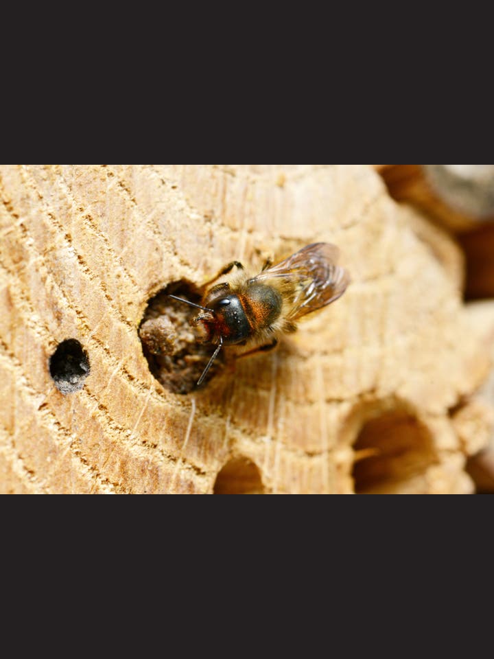 Stephan Krall: Vom Leben und Sterben der Insekten