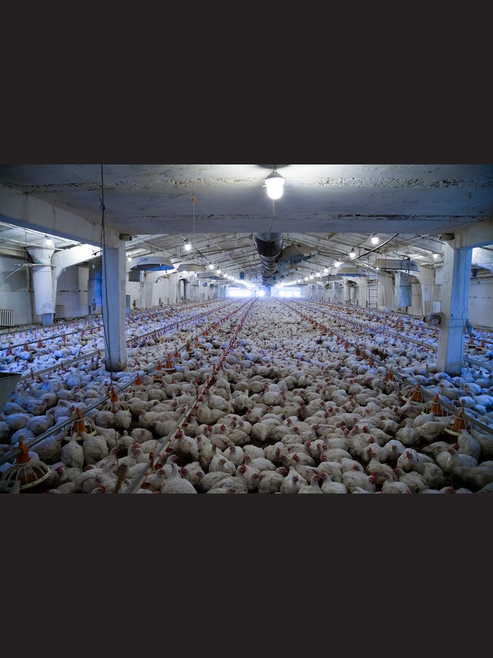 Veronika Settele: Deutsche Fleischarbeit