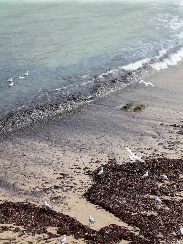 Der Coogee Beach in Sydney ist...