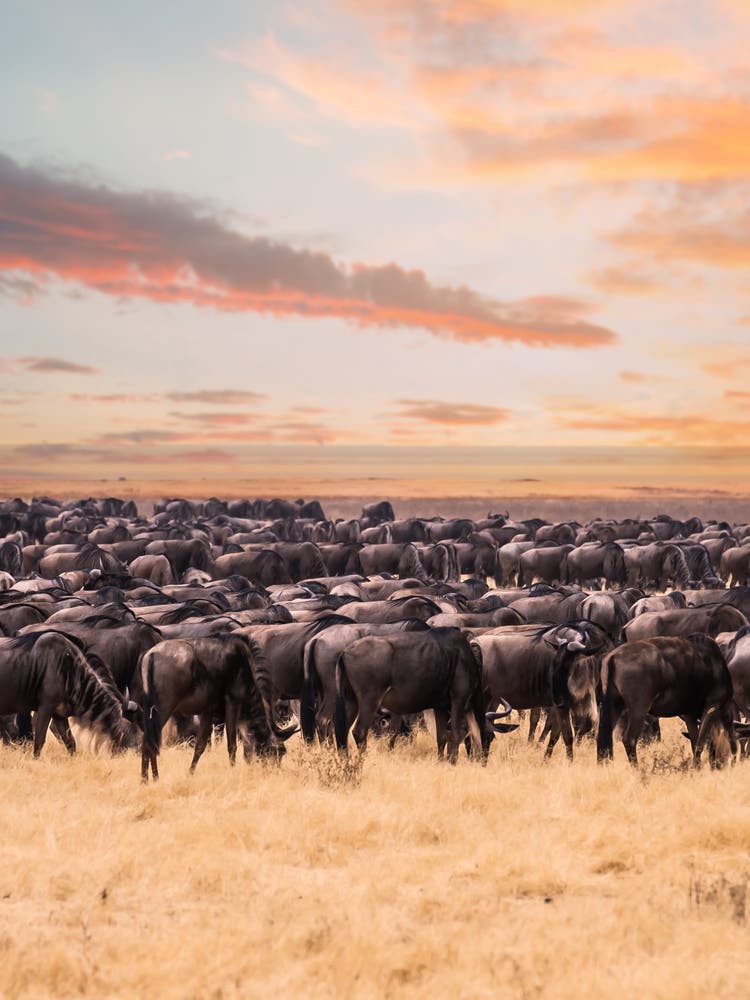Eine Gnu-Herde im Serengeti,...