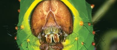 Nordamerikanische Schmetterlingsraupe Nordamerikanische Schmetterlingsraupe