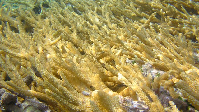 Lebende Koralle