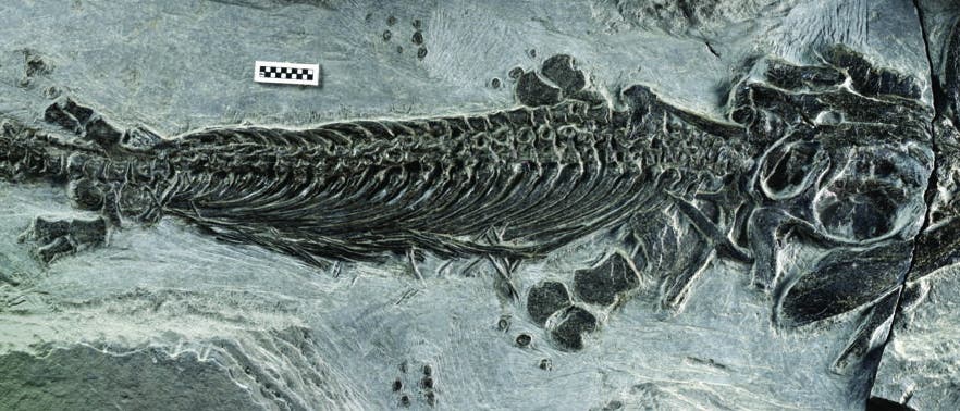 <em>Cartorhynchus lenticarpus</em> <em>Cartorhynchus lenticarpus</em>