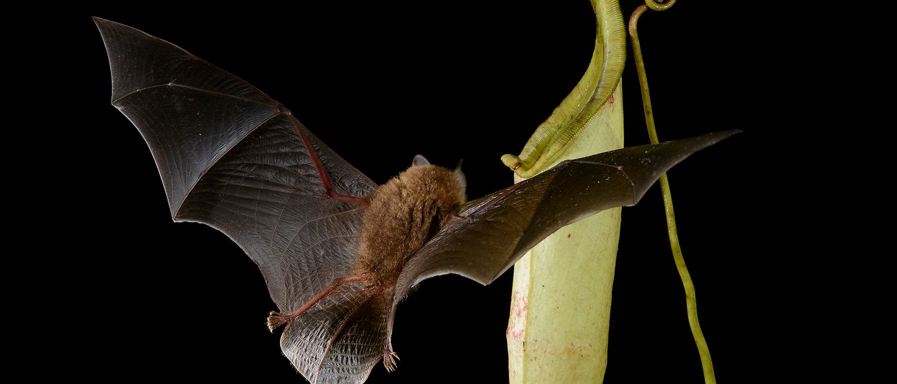 Fledermaus im Anflug Fledermaus im Anflug