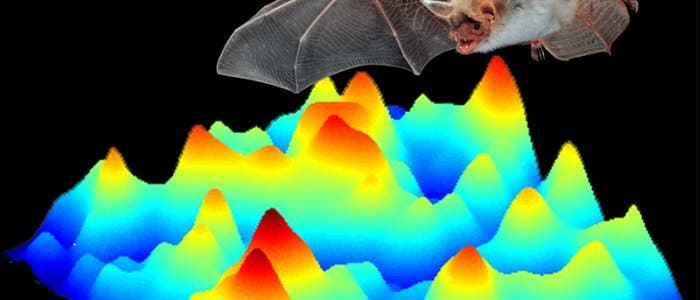 Fledermaus mit Echosignal Fledermaus mit Echosignal