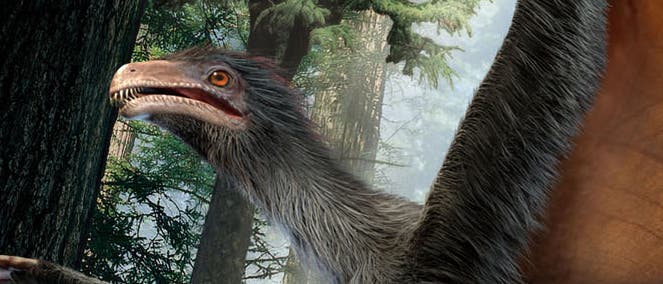 Gleitflügel-Dinosaurier Gleitflügel-Dinosaurier