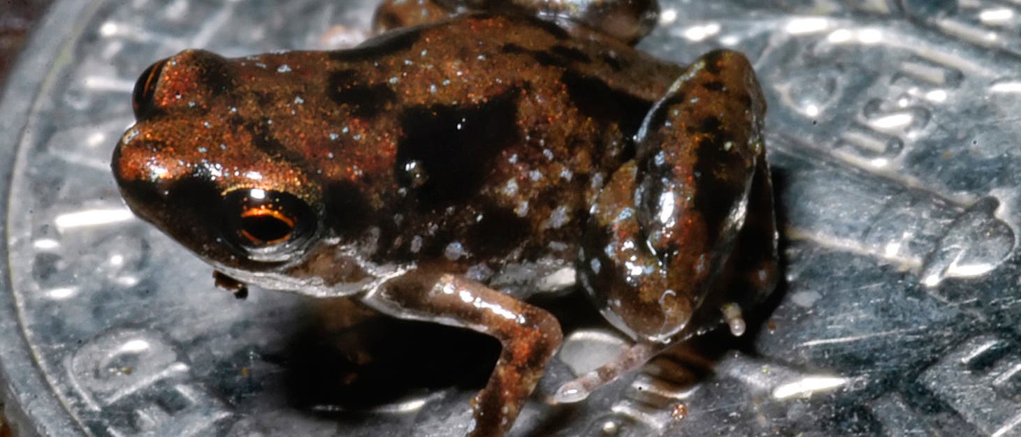 Der kleinste Frosch der Welt Der kleinste Frosch der Welt