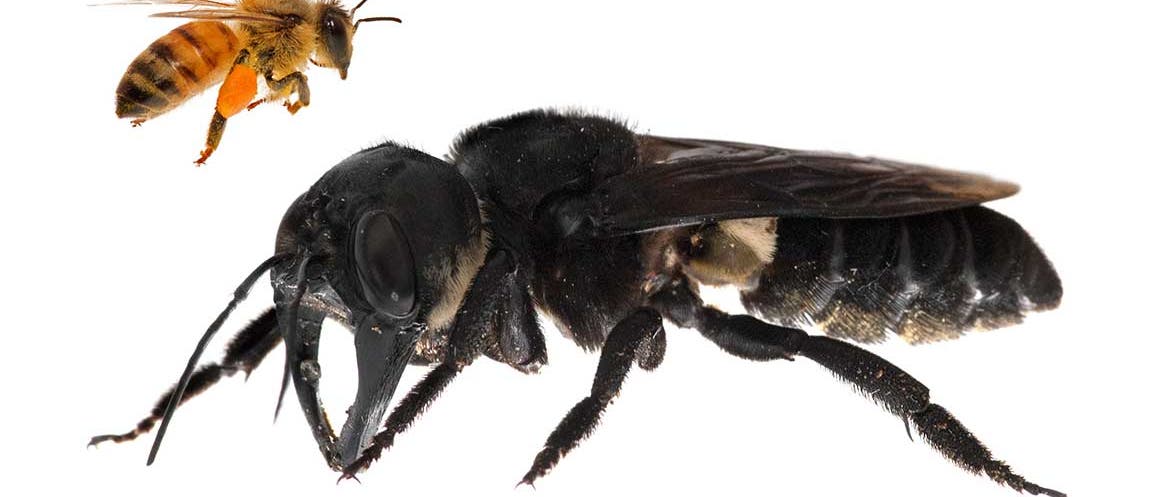 Riesenbiene im Vergleich mit Honigbiene Riesenbiene im Vergleich mit Honigbiene
