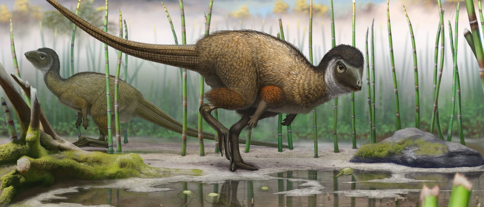 Womöglich trugen schon frühe Dinosaurier Federn Womöglich trugen schon frühe Dinosaurier Federn