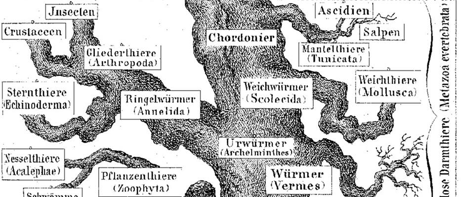 Stammbaum Haeckel Stammbaum Haeckel