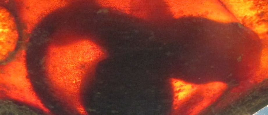Bambushai-Embryo Bambushai-Embryo