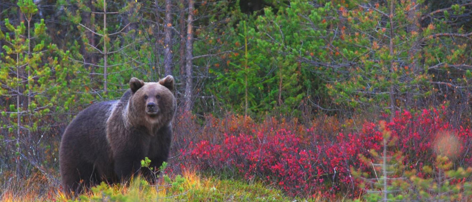 Braunbär Braunbär