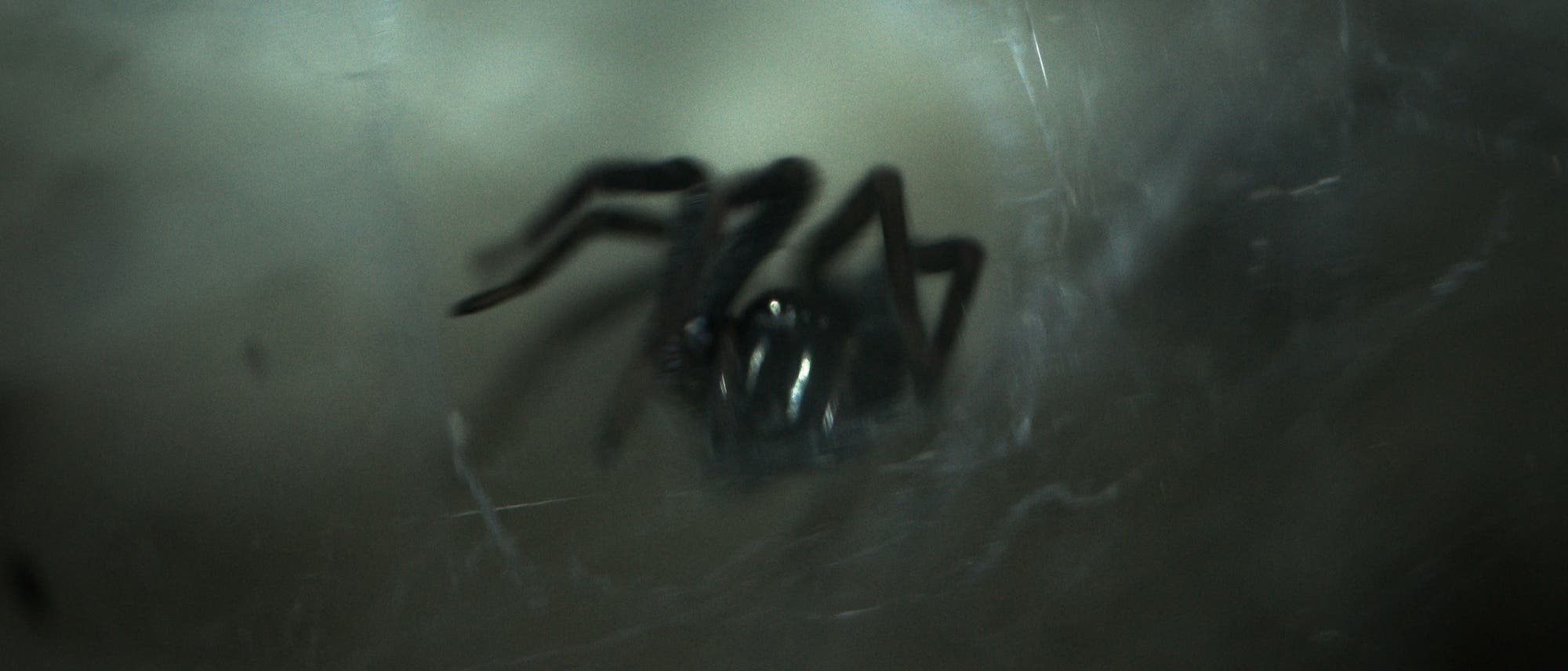 Spinne Spinne