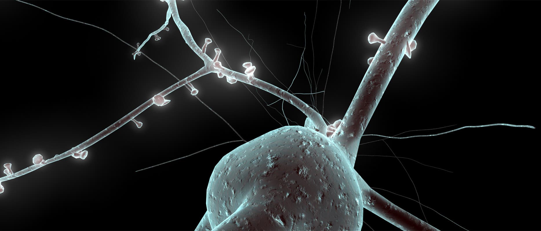 Human Brain Project Human Brain Project