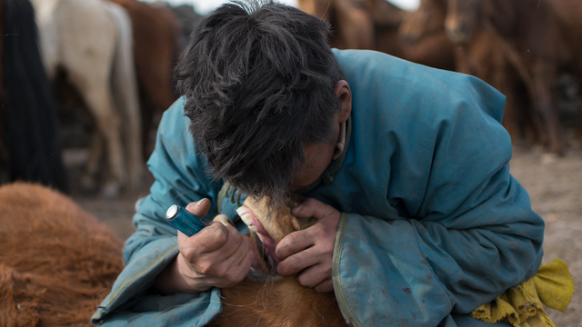 Mongolischer Hirte entfernt Wolfszähne mit einem Schraubenzieher