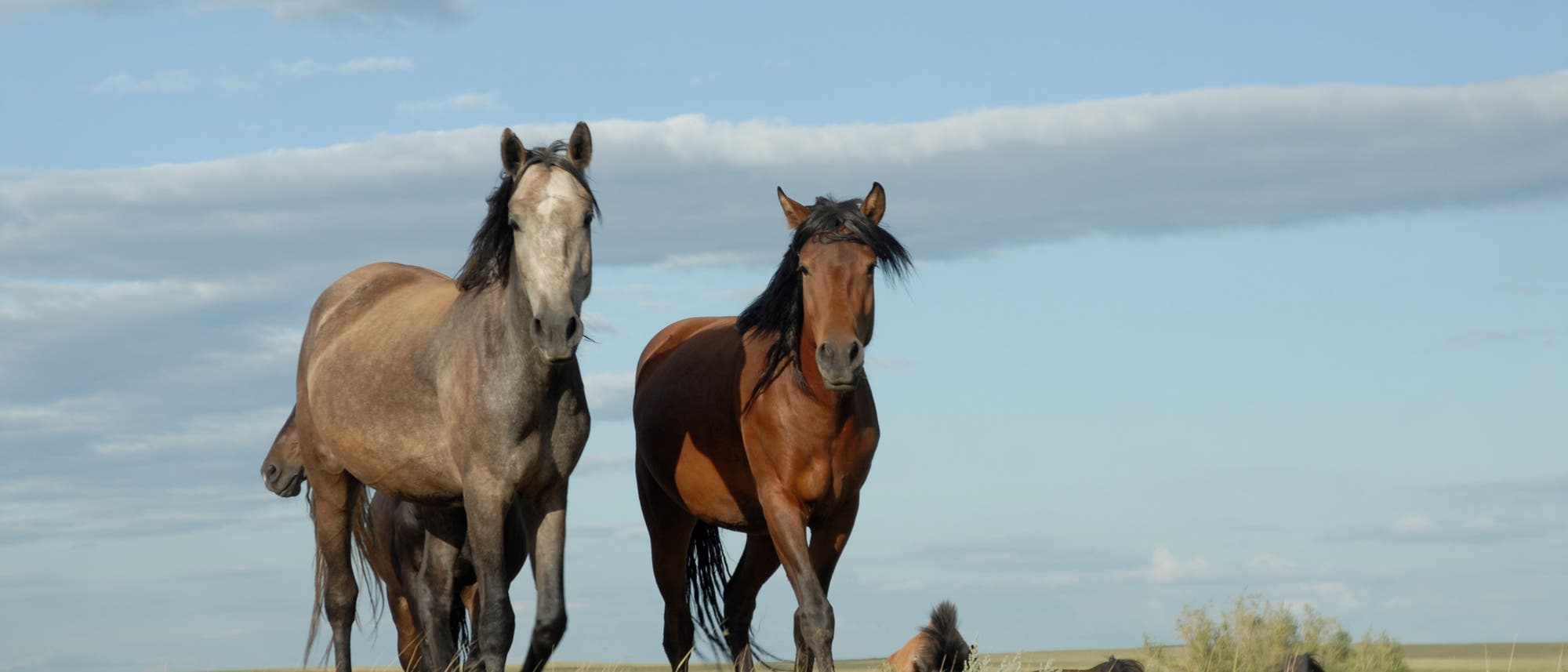 Pferde der eurasischen Steppe Pferde der eurasischen Steppe