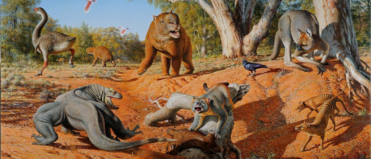Australiens Megafauna bestand aus riesigen Kängurus, tonnenschweren Wombats, autogroßen Schildkröten und gewaltigem Geflügel Australiens Megafauna bestand aus riesigen Kängurus, tonnenschweren Wombats, autogroßen Schildkröten und gewaltigem Geflügel