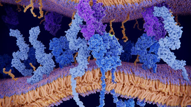 Die Struktur von Proteinen entscheidet über ihre Interaktionen in der Zelle