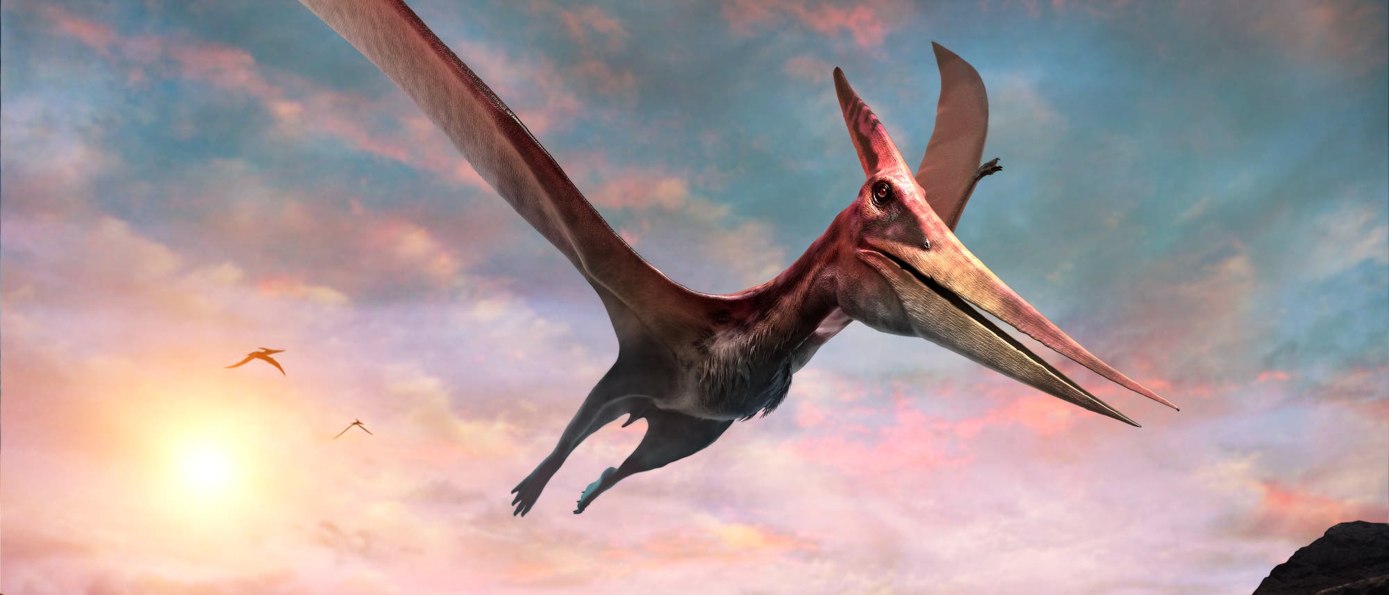 Pteranodon im Flug Pteranodon im Flug