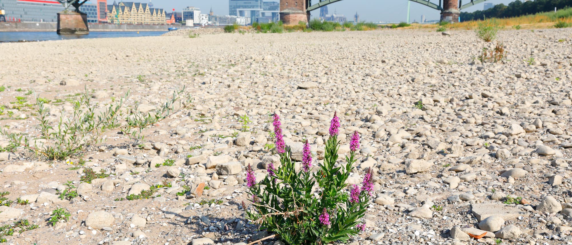 Der Rhein bei Köln mit Niedrigwasser im Sommer 2018 Der Rhein bei Köln mit Niedrigwasser im Sommer 2018