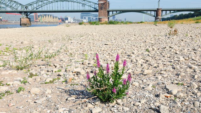 Der Rhein bei Köln mit Niedrigwasser im Sommer 2018