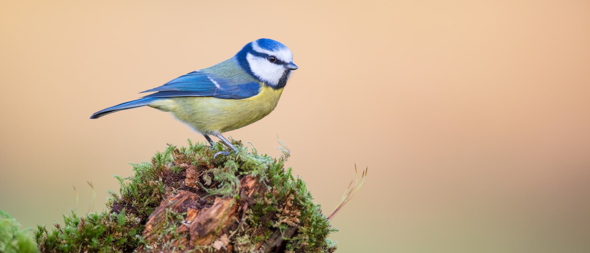 Blaumeise Blaumeise