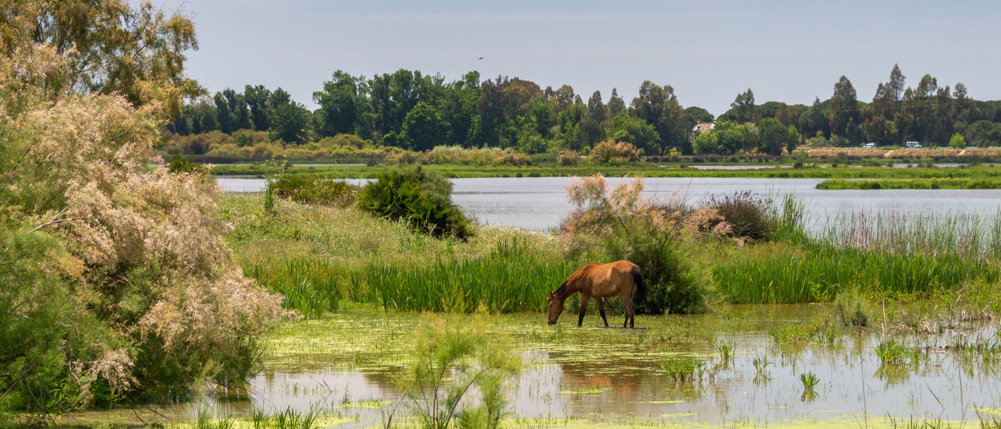 Grasendes Pferd im Nationalpark Coto de Doñana an der Costa de la Luz in Andalusien. Grasendes Pferd im Nationalpark Coto de Doñana an der Costa de la Luz in Andalusien.