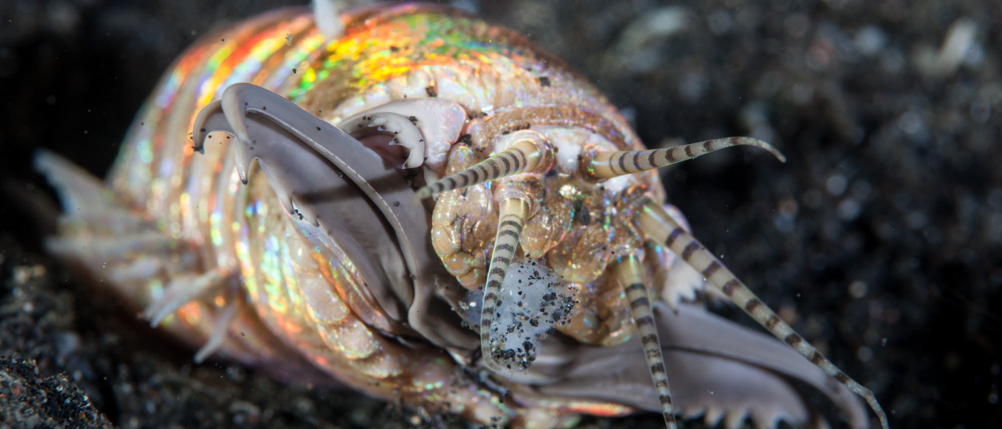 Riesenborstenwurm Riesenborstenwurm