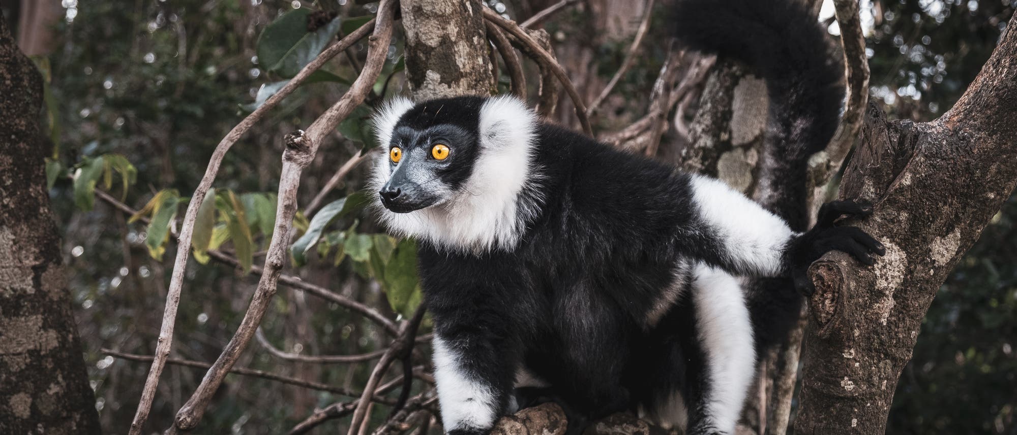 Schwarzweiße Varis leben nur auf Madagaskar Schwarzweiße Varis leben nur auf Madagaskar