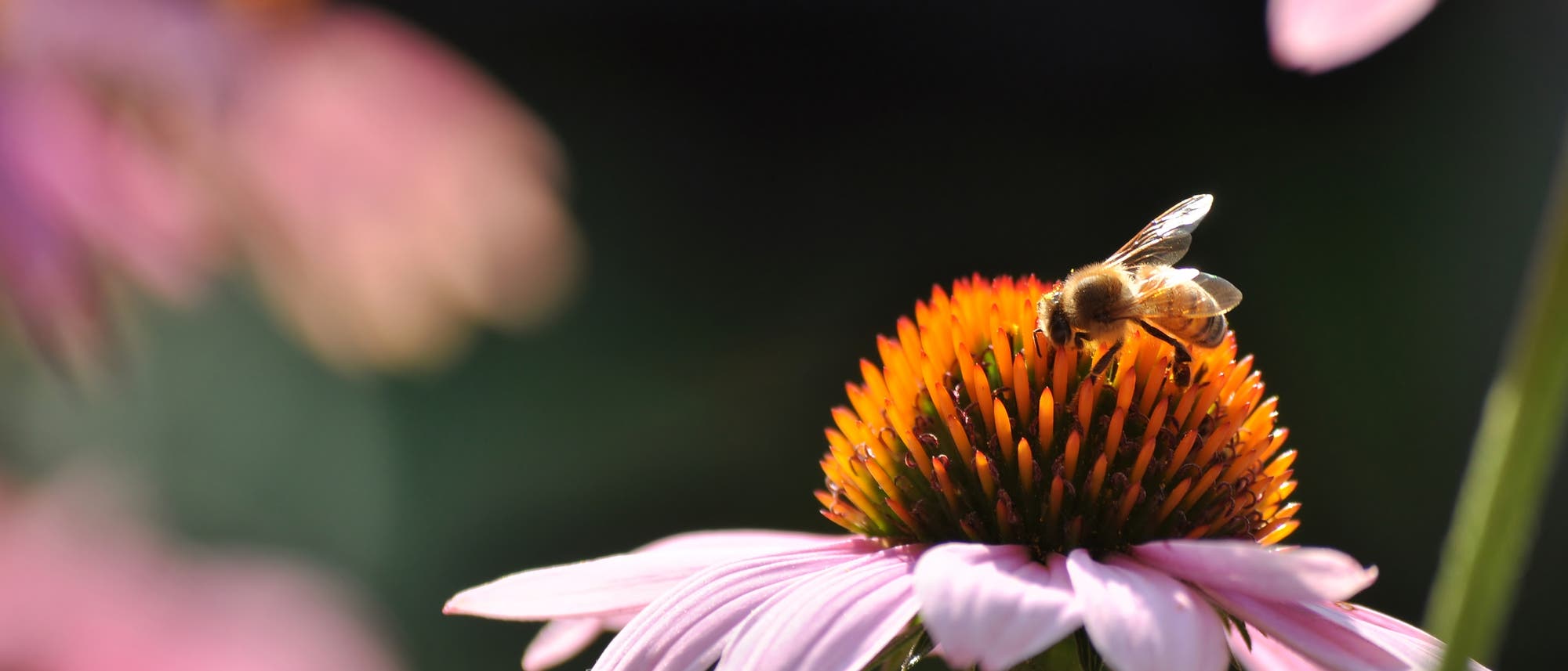 Honigbiene an Echinacea Honigbiene an Echinacea