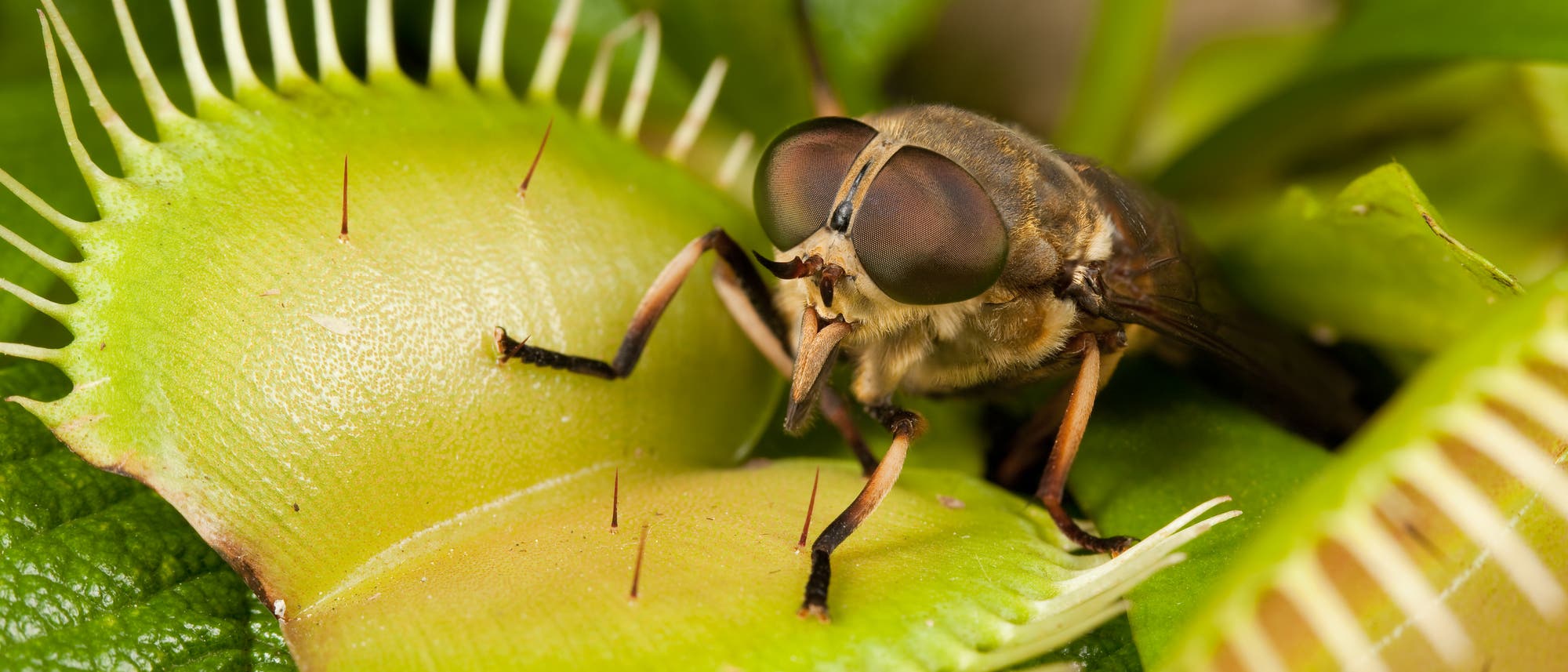 Venusfliegenfalle mit Fliege Venusfliegenfalle mit Fliege