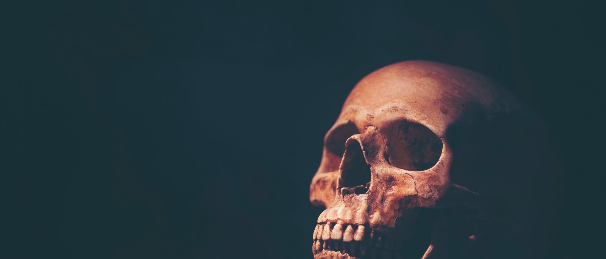 Ein menschlicher Schädel als Sinnbild für den Tod. Ein menschlicher Schädel als Sinnbild für den Tod.