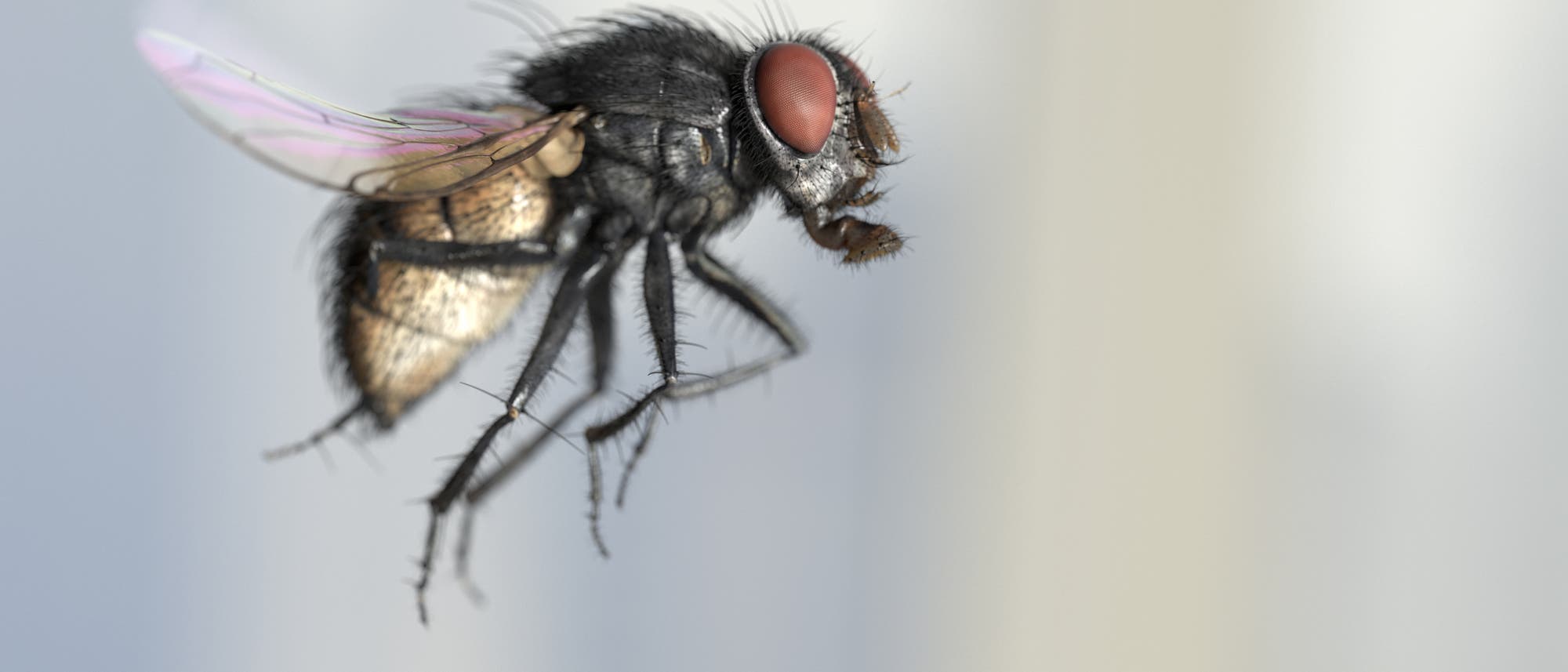 Fliegende Stubenfliege Fliegende Stubenfliege