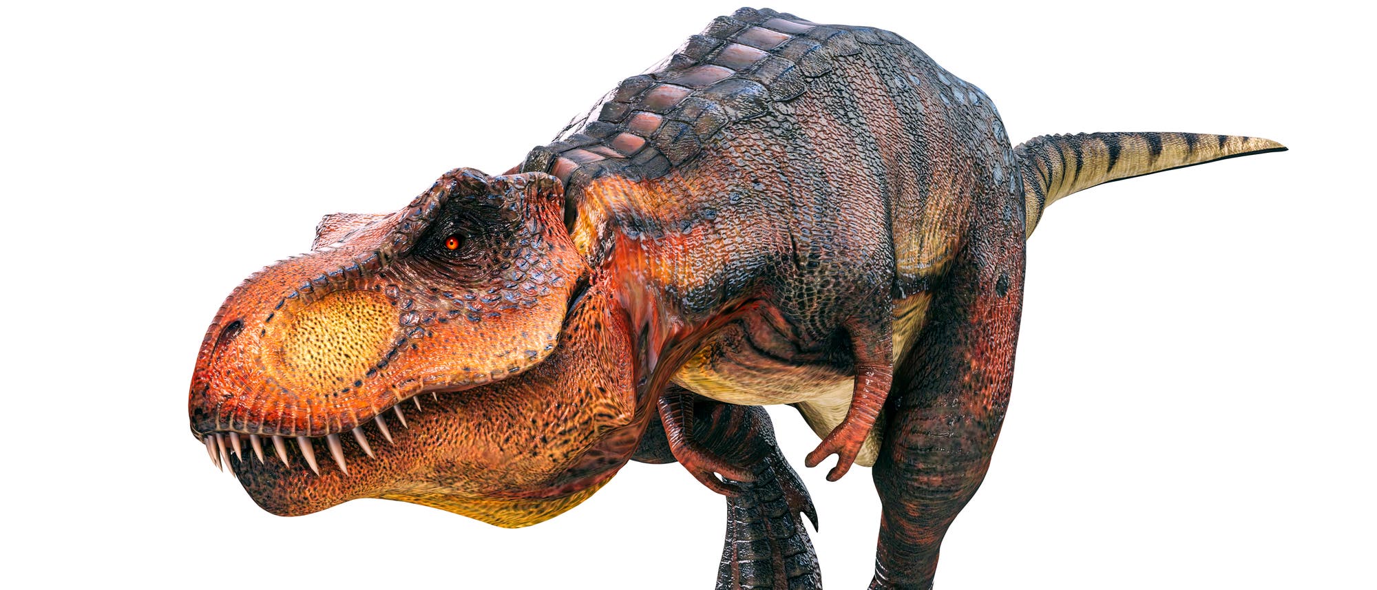 Tyrannosaurus rex Tyrannosaurus rex