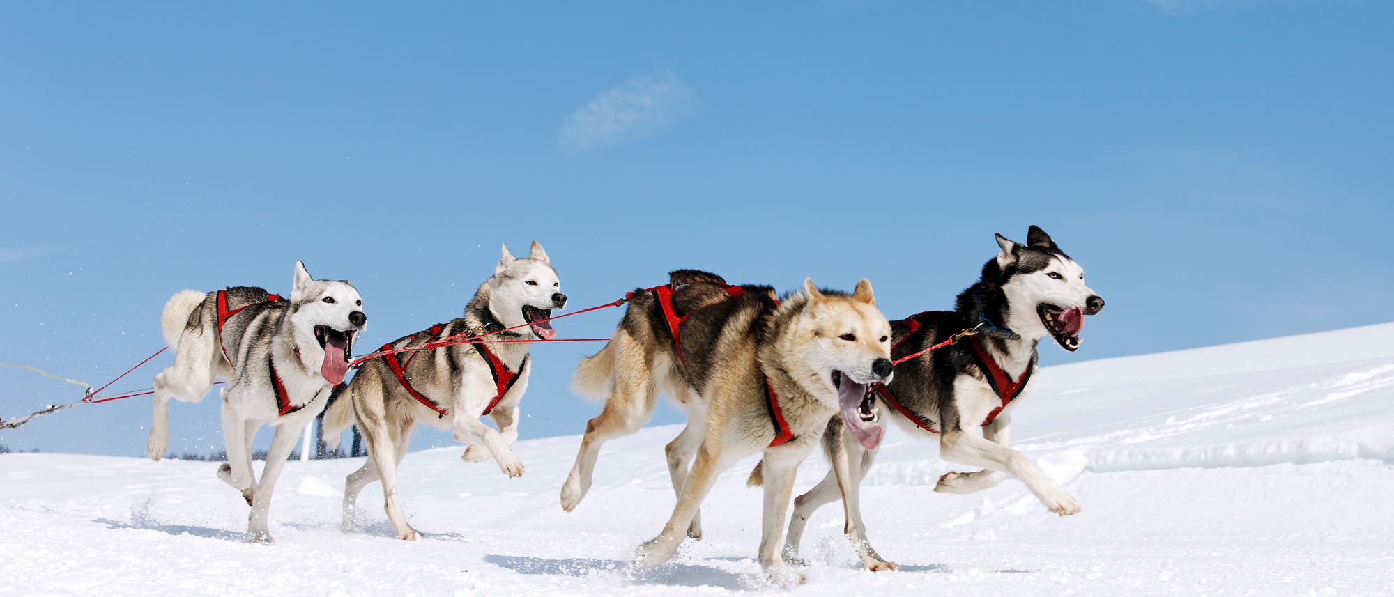 Huskys ziehen einen Schlitten Huskys ziehen einen Schlitten