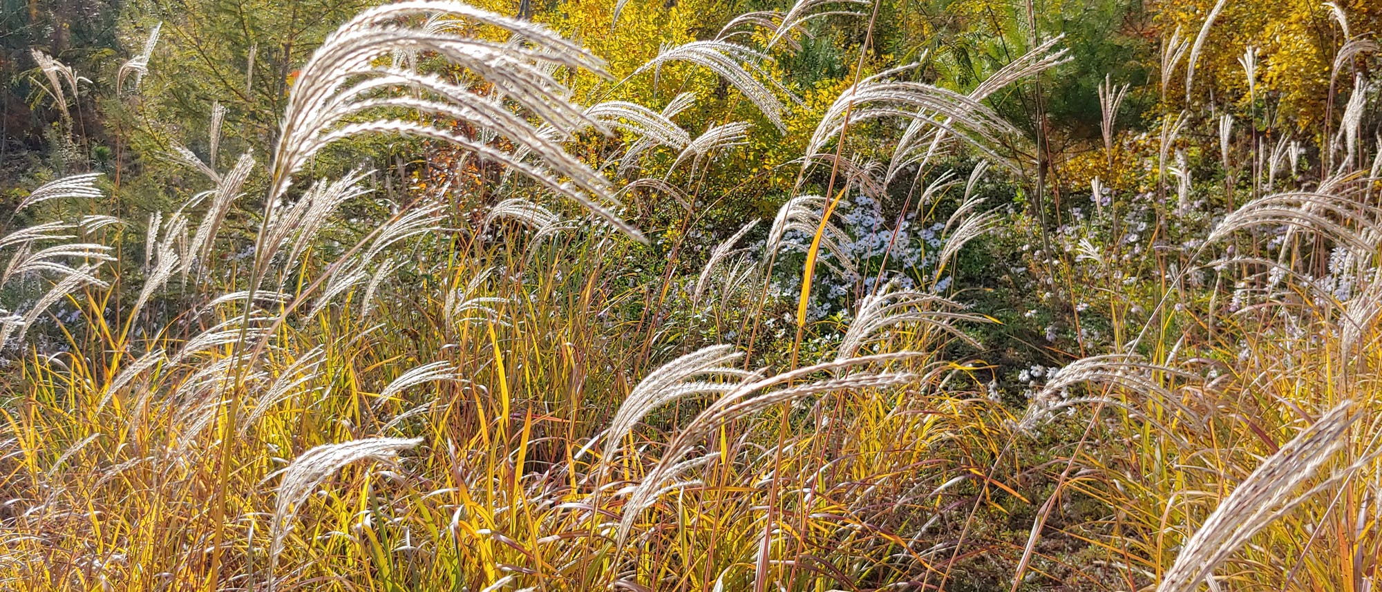 Grasökosystem Grasökosystem