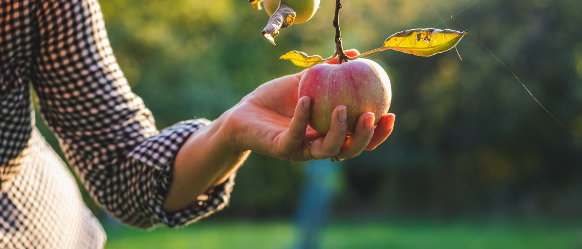 Frau greift nach einem am Baum hängenden Apfel Frau greift nach einem am Baum hängenden Apfel