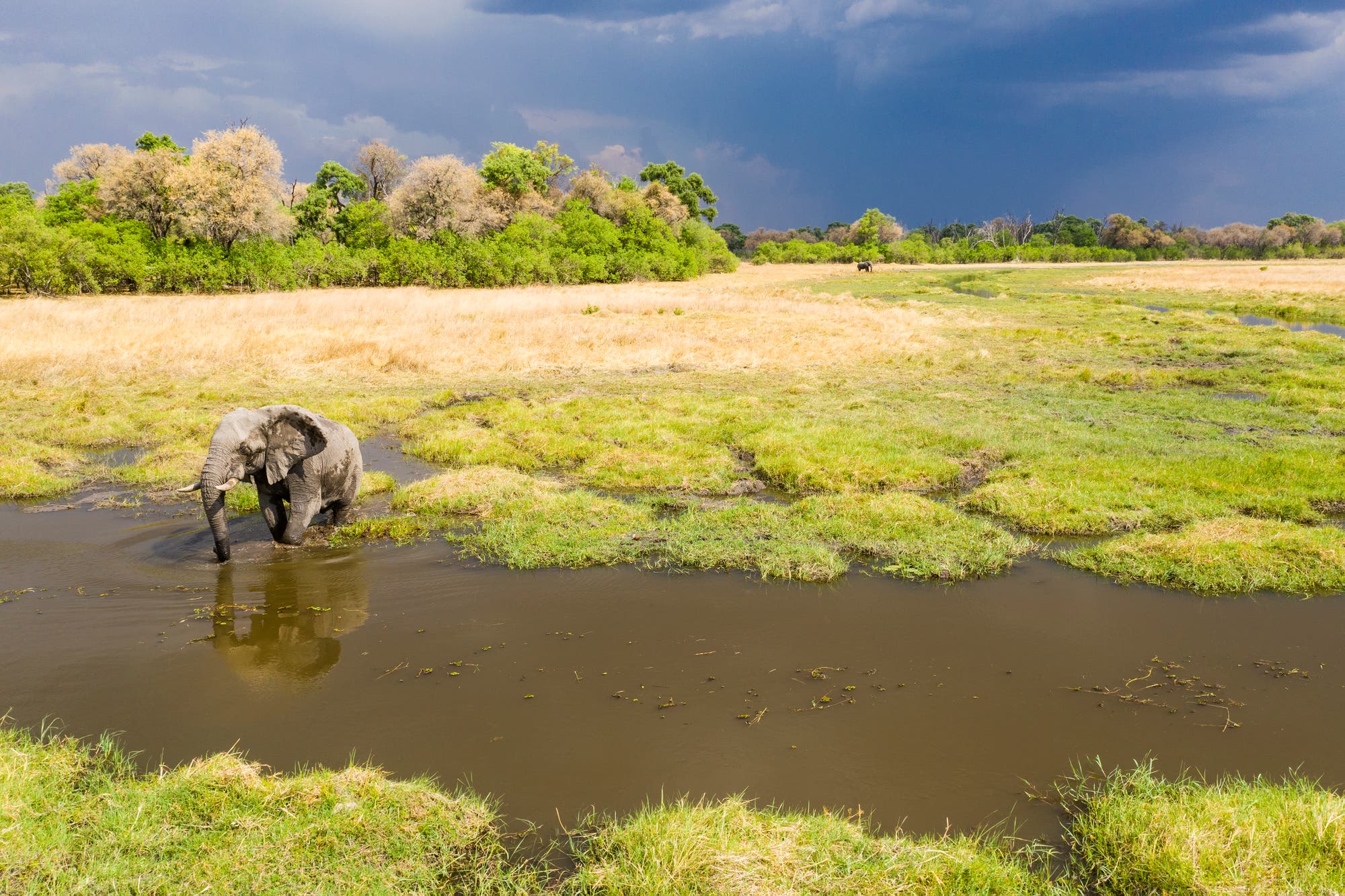 Elefant im Okavango-Delta