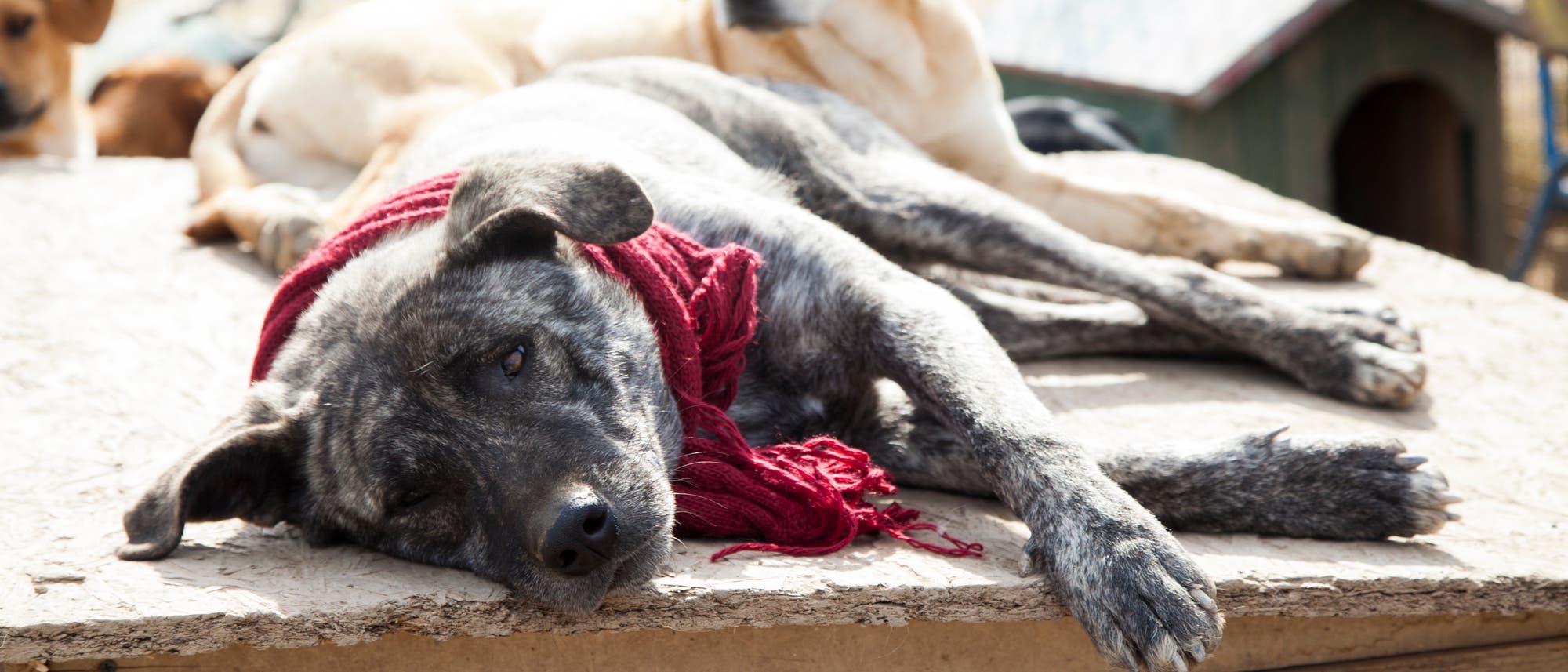 Hunde in einem Hof, im Vordergrund liegt ein trauriger Hund mit Halstuch Hunde in einem Hof, im Vordergrund liegt ein trauriger Hund mit Halstuch