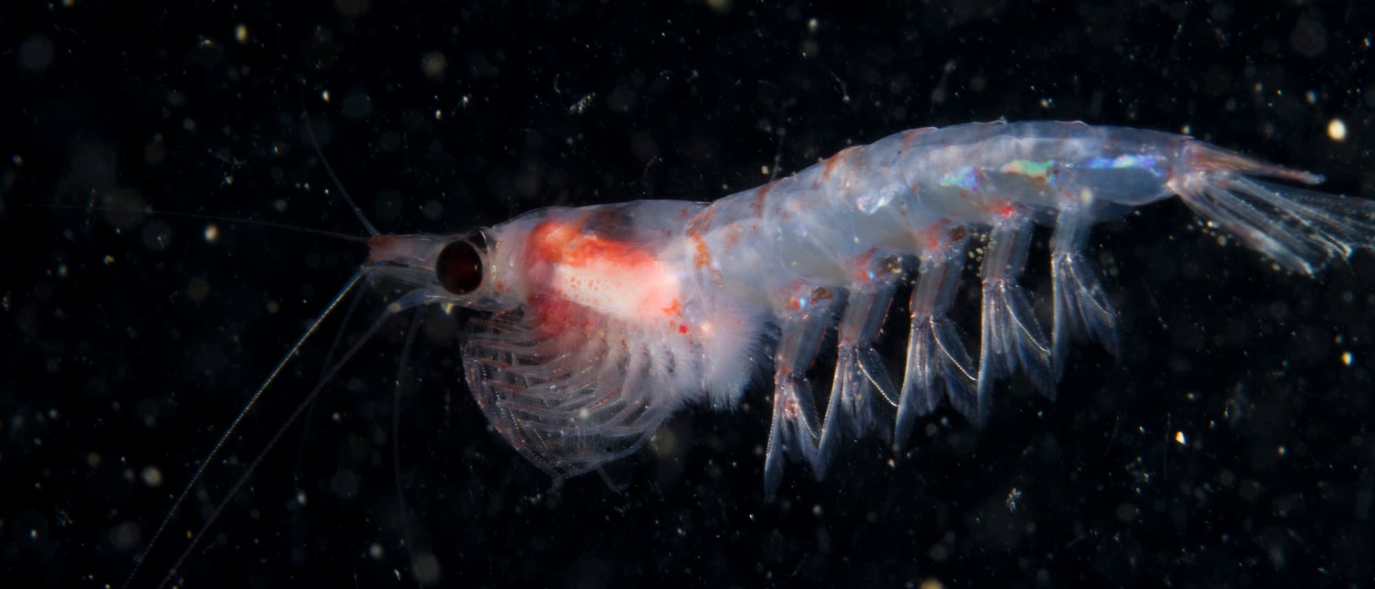 Krill Krill