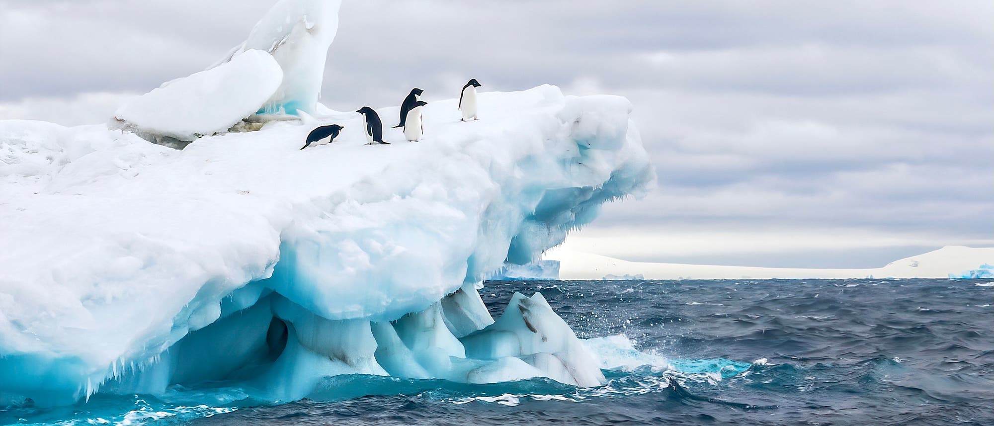 Adeliepinguine auf einem Eisberg im Weddellmeer. Adeliepinguine auf einem Eisberg im Weddellmeer.