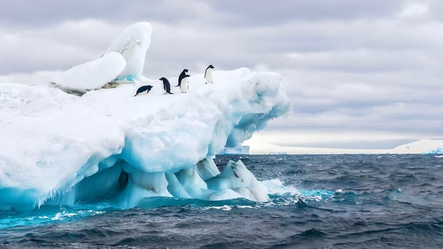 Adeliepinguine auf einem Eisberg im Weddellmeer.