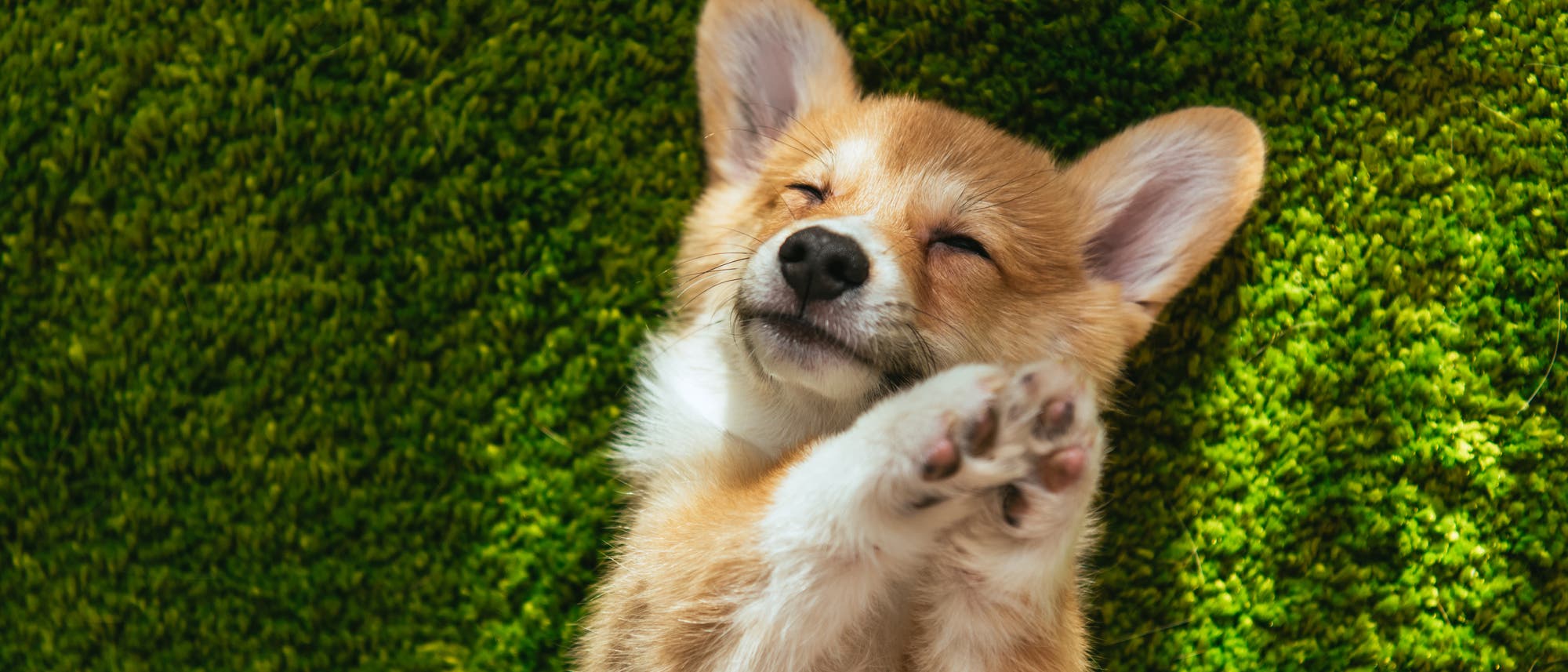 Niedlicher Welsh Corgi Pembroke Niedlicher Welsh Corgi Pembroke