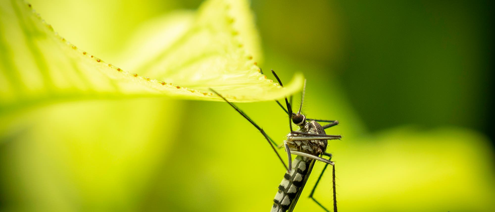 Aedes aegypti Aedes aegypti