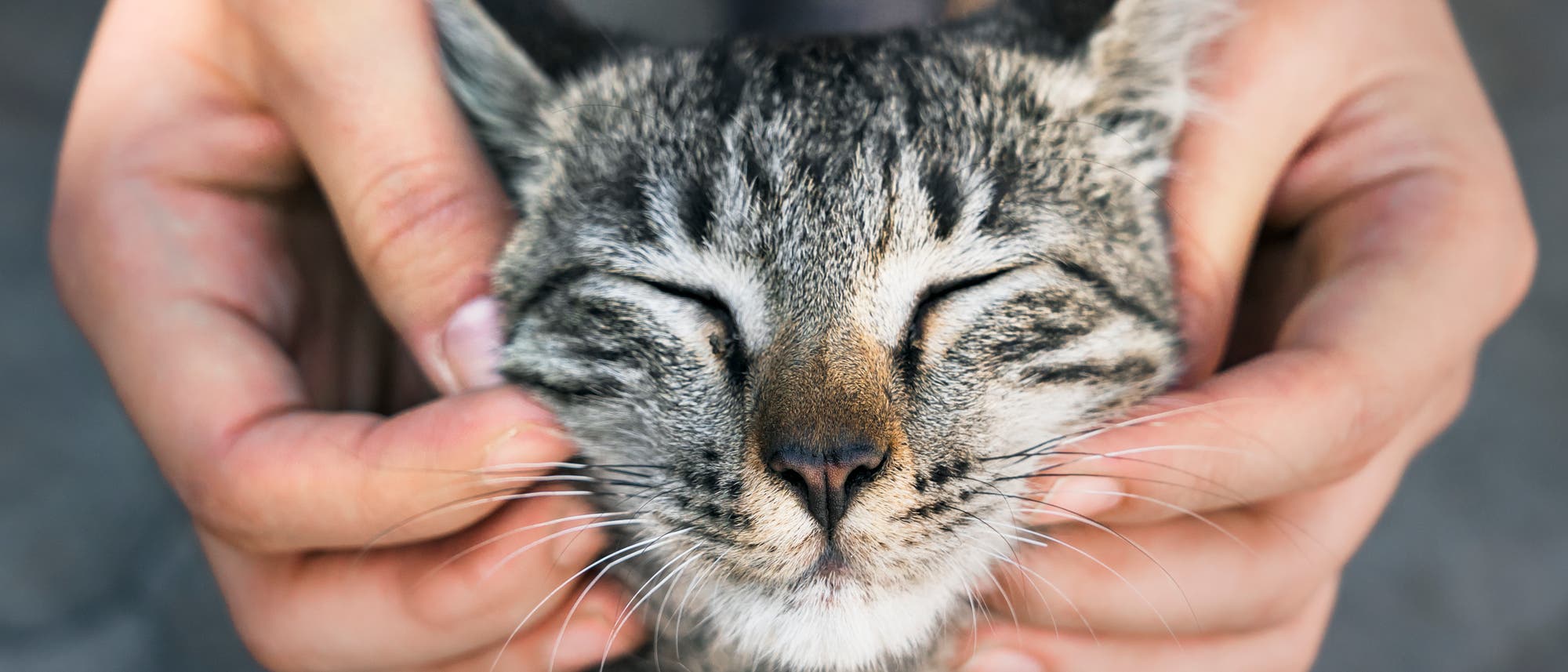 Auch beim Gestreicheltwerden schließen Katzen die Augen Auch beim Gestreicheltwerden schließen Katzen die Augen