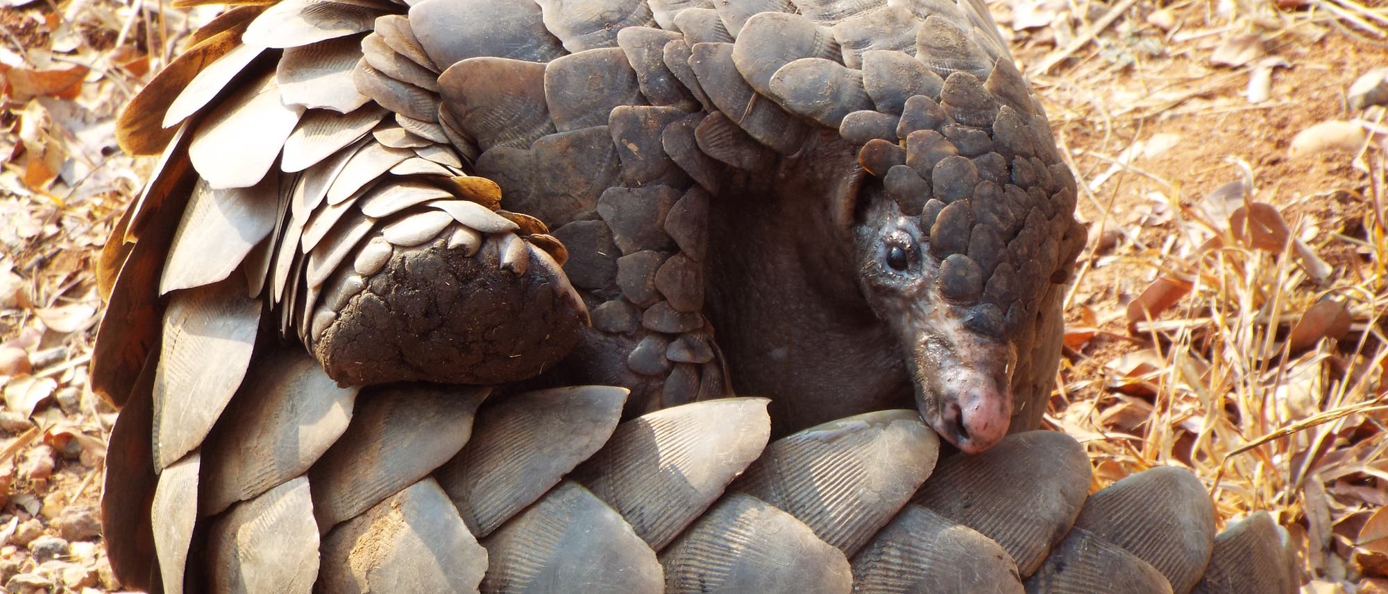 Ein halb zusammengerolltes Pangolin guckt in die Kamera und fragt sich vermutlich, ob seine Schuppen wirklich Potenzprobleme beseitigen. Spoiler: Nein. Ein halb zusammengerolltes Pangolin guckt in die Kamera und fragt sich vermutlich, ob seine Schuppen wirklich Potenzprobleme beseitigen. Spoiler: Nein.